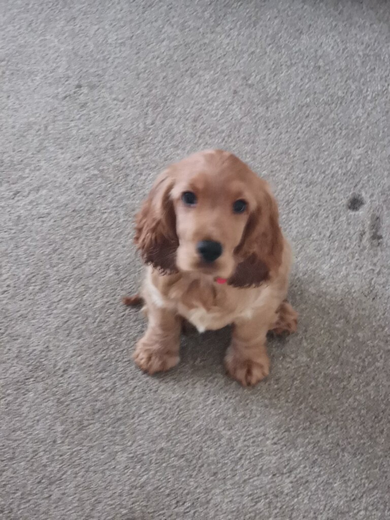 13 week old cocker spaniel puppy